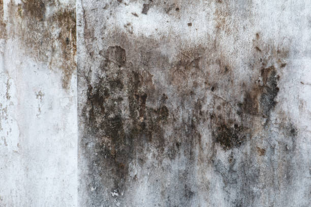 Best Mold Damage Restoration  in Washington Mills, NY