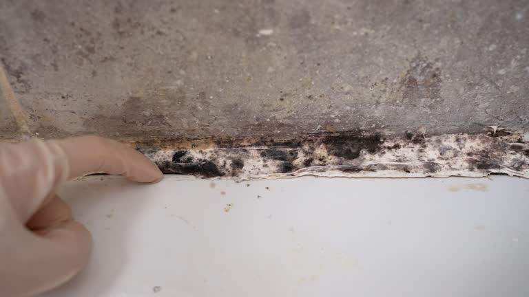 Mold Removal for HVAC Installations in Washington Mills, NY